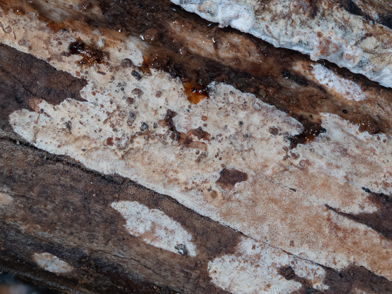 Acanthophysellum cerussatum